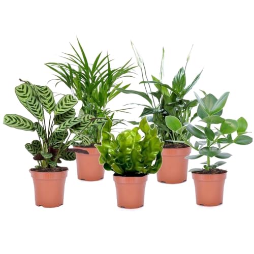 Plant In A Box - Set Di 5 Piante D'Appartamento Che Purificano L'Aria - Pokon - Vaso 12Cm - Altezza 25-40Cm - Areca, Asplenium, Clusia, Ctenanthe, Spa
