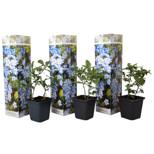 Plant In A Box - Plumbago Auriculata - Set Di 3 - 'Gelsomino Azzurro' - Piombaggine - Vaso 9Cm - Altezza 25-40Cm