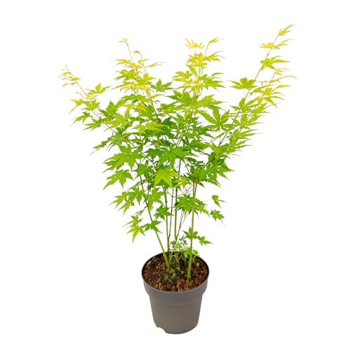 Plant In A Box - Aceri Giapponese - Acer Palmatum 'Going Green' - Altezza 35-55Cm - ⌀15Cm