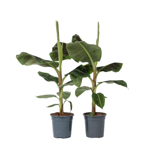 Plant In A Box - Set Di 2 - Musa 'Dwarf Cavendish' - Pianta Da Appartamento - Pianta Di Banano - Vaso 21Cm - Altezza 90-100Cm