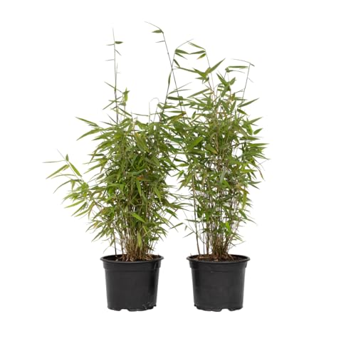 Plant In A Box - Fargesia Nitida 'Red Dragon' - Set Di 2 - Bambù Rosso - Vaso 17Cm - Altezza 60-80Cm - Non Invasiva - Sempreverde Resistente