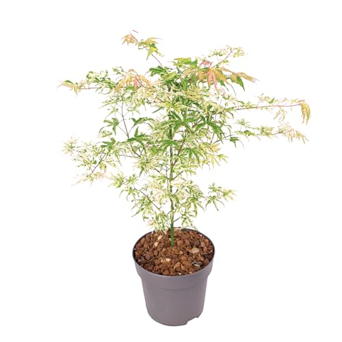 Plant In A Box - Palmatum 'Ukigumo' - Ao Giapponese Resistente All'Inverno - Foglie Verdi - Vaso 19Cm - Altezza 50-60Cm