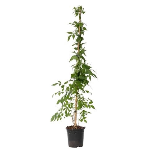 Plant In A Box - Campsis Xl Flava - Pianta Da Giardino - Pianta Rampicante - 17 Cm - Altezza 110 Cm