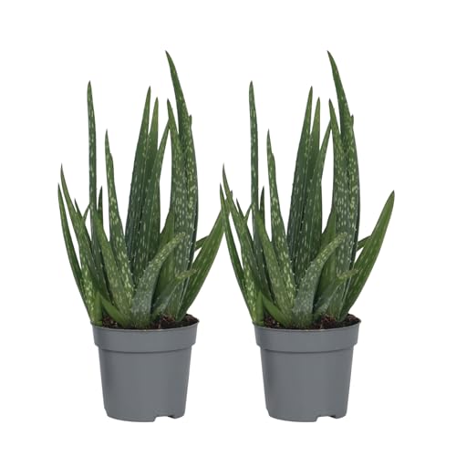 Plant In A Box - Aloe Vera - Set Di 2 - Pianta D'Appartamento - Succulenta - Vaso 10Cm - Altezza 25-40Cm