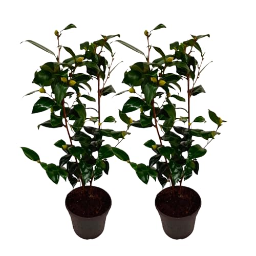 Plant In A Box - Camellia Japonica 'Brushfield'S Yellow' - Set Di 2 - Rosa Giapponese - Pianta Di Camelia Rustica - Vaso 15Cm - Altezza 50-60Cm