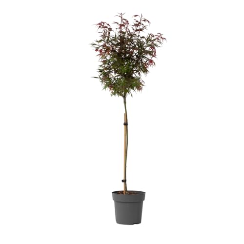 Plant In A Box - Palmatum 'Shaina' - Ao Giapponese Resistente - Foglie Rosse - Vaso 19Cm - Altezza 80-90Cm