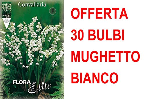 Offerta 30 Bulbi Mughetto Bianco Convallaria Majalis Bulbs