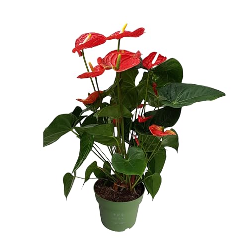 Plant In A Box - Anturio - Anthurium 'Madural Red' - Altezza 55-70Cm - Ø17Cm