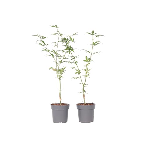 Plant In A Box - Palmatum 'Ukigumo' - Set Di 2 - Ao Giapponese - ⌀15 Cm - Altezza 35-55 Cm