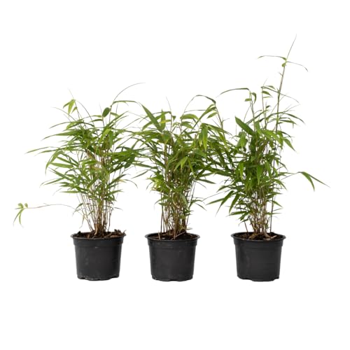Plant In A Box - Fargesia Grex - Set Di 6 Bambù Blu - Bambù Resistente E Non Invasivo - Vaso 13 Cm - Altezza 30-40 Cm