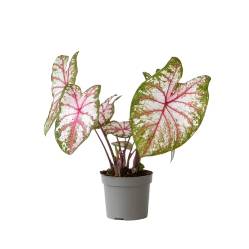 Plant In A Box - Caladio - Caladium 'Tapestry' - Altezza 25-35Cm - ⌀13Cm