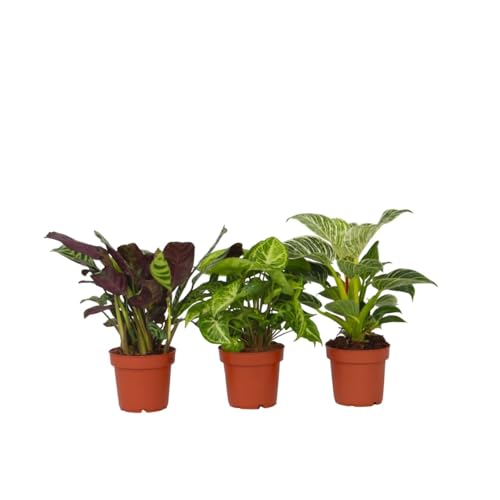 Plant In A Box - Home Mix - Mix Di 3 - Piante Verdi Che Purificano L'Aria, Facili Da Curare - Perfette Per L'Ufficio O Il Davanzale! - Vaso 12Cm - Alt