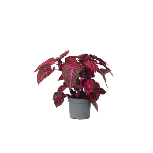 Plant In A Box - Iresine Herbstii 'Red' - Pianta A Bacchetta Rosso - Pianta D'Appartamento - Vaso 13Cm - Altezza 20-30Cm