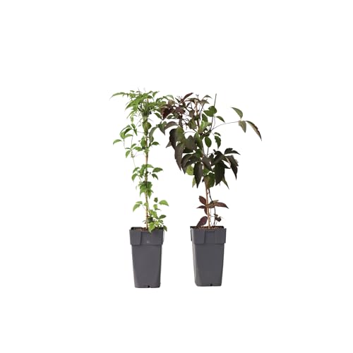 Plant In A Box - Clematis Montana 'Fragrant Spring' E 'Grandiflora' - Mix Di 2 - ⌀15 Cm - Altezza 60-70 Cm