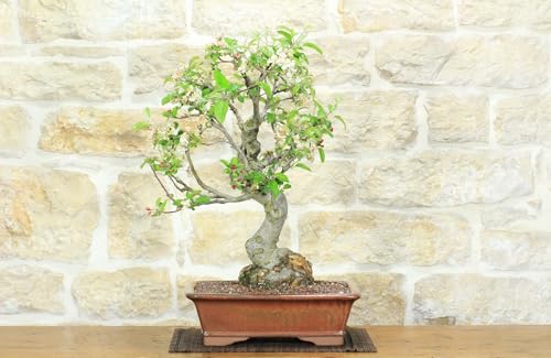 Bonsai Di Melo Selvatico (131)