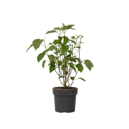 Plant In A Box - Ortensia Hydrangea Arborescens 'Strong Annabelle' - Arbusto Deciduo Forte E Resistente All'Inverno - Vaso 19Cm - Altezza 30-40Cm