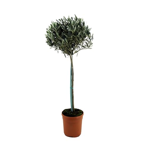 Plant In A Box - Olivo - Olea Europaea - Altezza 155-170Cm - ⌀19Cm