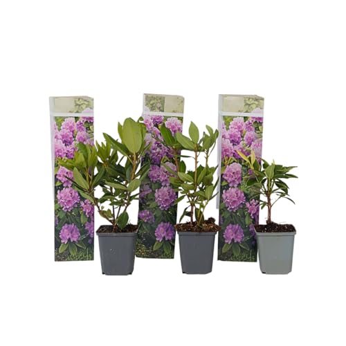 Plant In A Box - Rododendro 'Catawbiense Purple' - Rododendri Viola- Set Di 3 - Rhododendron - Vaso 9Cm - Altezza 25-40Cm