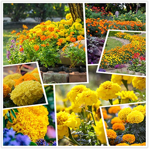 Marigold F1 Ibrido Giallo E Arancio Vanilla Flower 2000+ Semi (Giallo)
