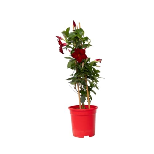 Plant In A Box - Mandeville 'Rio Deep Red' - Dipladenia - Pianta Fiorita Da Giardino - Pianta Rampicante - Pianta Da Terrazzo E Balcone - Vaso 17Cm -