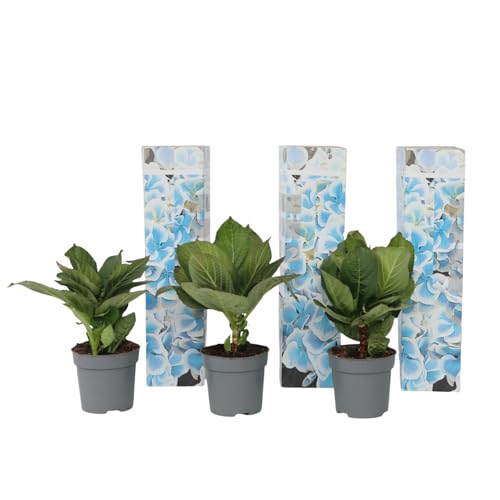 Plant In A Box - Ortensia Hydrangea Bicolor 'Bavaria' Blue - Set Di 3 - Ortensia Hydrangea Bicolore - Vaso 9Cm - Altezza 25-40Cm