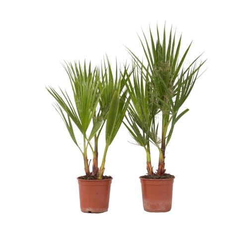 Plant In A Box - Washingtonia Robusta - Set Di 2 - Palma Messicana - Vaso 15Cm - Altezza 50-60Cm
