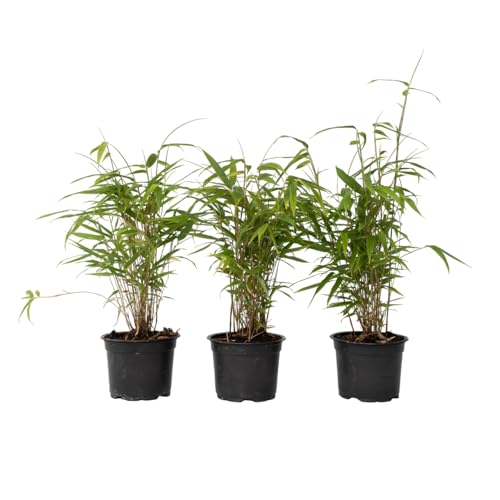 Plant In A Box - Fargesia Grex - Bambù Blu - Set Di 3 - Bambù Non Invasivo - Resistente - Vaso 13Cm - Altezza 25-40Cm