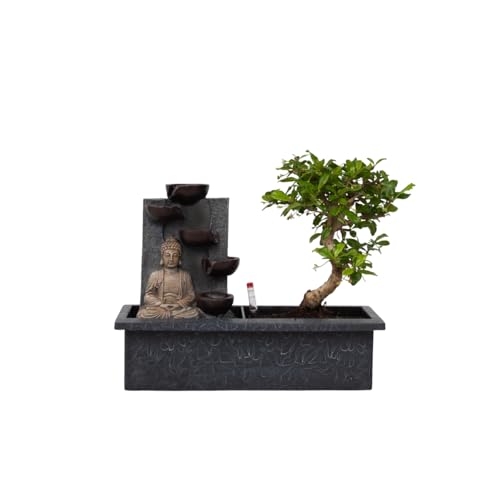 Plant In A Box - Bonsai Con Sistema D'Acqua Facile Da Curare E Cascata Che Scorre Sopra La Figura Di Buddha - Pianta D'Appartamento - Altezza 25-35Cm