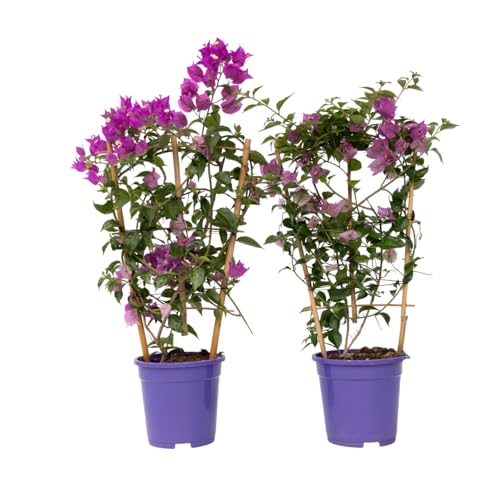 Plant In A Box - Bougainvillea 'Alexandra' - Set Di 2 - Viola - Rampicante - Pianta Da Giardino - Vaso 17Cm - Altezza 50-60Cm
