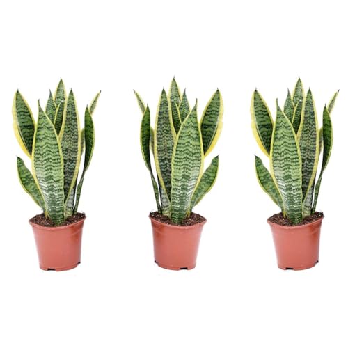 Plant In A Box - Sansevieria Trifasciata 'Futura Superba' - Set Di 3 - Pokon - Lingua Di Suocera - Vaso 12Cm - Altezza 35-40Cm
