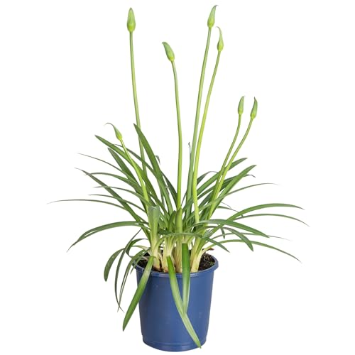 Plant In A Box - Agapanto - Agapanthus 'Superb Blue' - Altezza 30-45Cm - ⌀14Cm