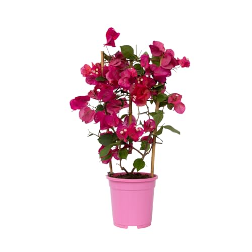 Plant In A Box - Bougainvillea - Bougainvillea Su Rastrelliera - Fiori Rosa - Pianta Rampicante - Pianta Da Giardino - Vaso 17Cm - Altezza 50-60Cm