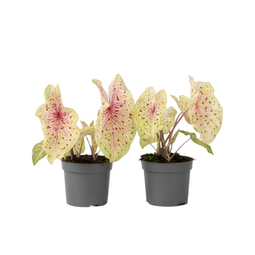 Plant In A Box - Caladio - 2 Pezzi - Caladium 'Miss Muffet' - Altezza 25-40Cm - ⌀12Cm