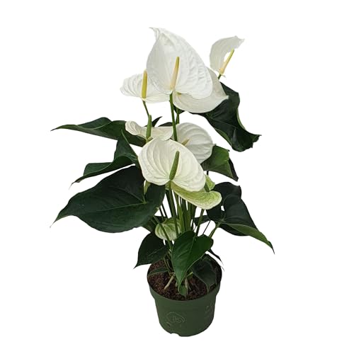 Plant In A Box - Anturio - Anthurium 'Alaska White' - Altezza 55-70Cm - Ø17Cm