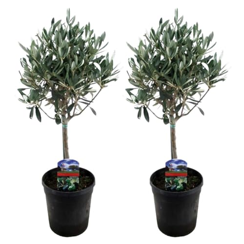 Plant In A Box - Olea Europaea - Pokon - Set Di 2 - Olivo - Vaso 14Cm - Altezza 50-60Cm