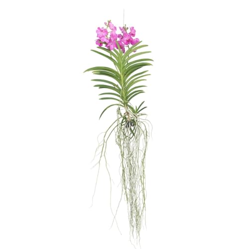 Plant In A Box - Vanda Magic Xxl - Rosa - Altezza 90 Cm