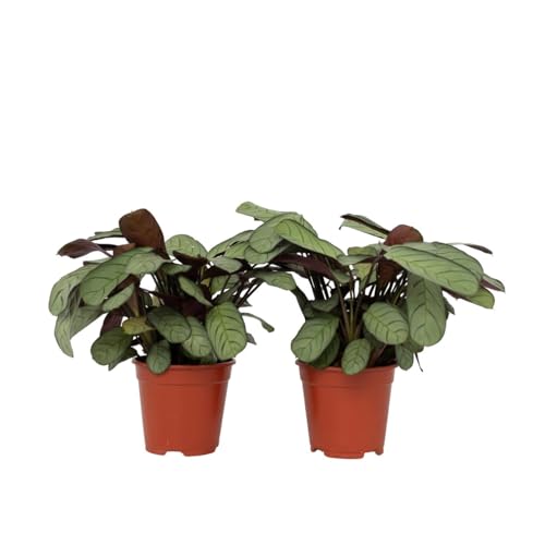 Plant In A Box - Ctenanthe Amagris - Set Di 2 - Foglie Colorate - Pianta D'Appartamento Verde - Vaso 14Cm - Altezza 25-35Cm