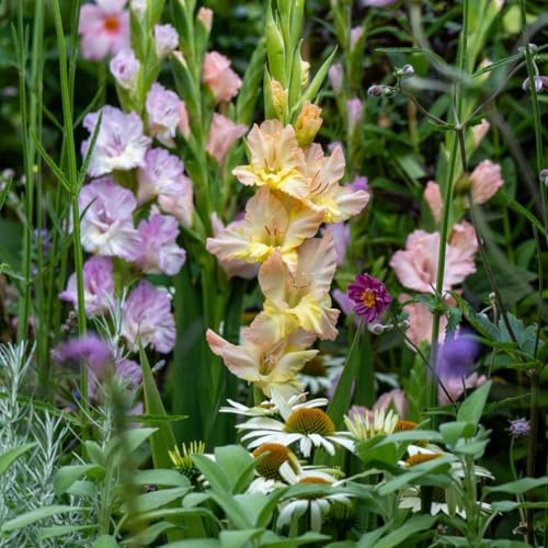 Plant In A Box - Gladiolus 'Passos' Gladiolo - Set Da 21 - Fiori Da Giardino - Viola - Sviluppo Completo: 100 Cm