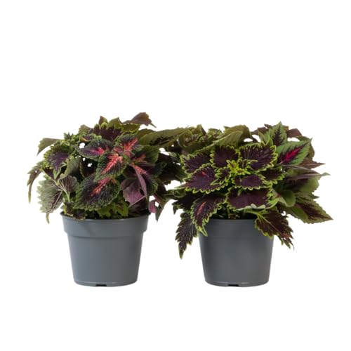 Plant In A Box - Coleus - 2 Pezzi - Coleus Scutellarioides - Altezza 25-35Cm - ⌀17Cm