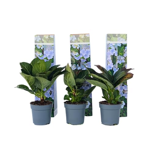 Plant In A Box - Ortensia Hydrangea Macrophylla Teller - Set Di 3 - Blu - ⌀9Cm - Altezza 25-40Cm