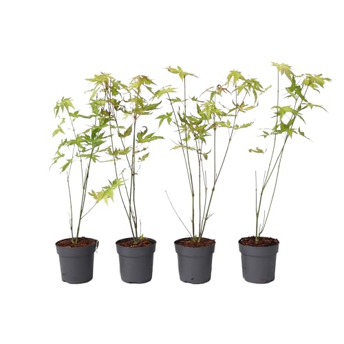 Plant In A Box - Ao Giapponese - 4 Pezzi - Palmatum 'Orange Dream' - Altezza 25-40Cm - Dimensione Del Vaso 10,5Cm - Albero - Verde - Arancione