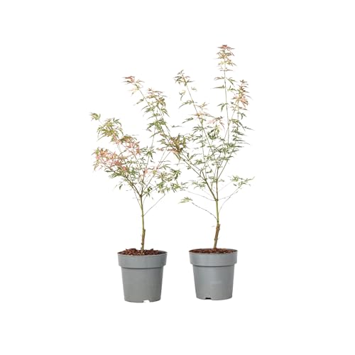 Plant In A Box - Palmatum 'Taylor' - Set Di 2 - Ao Giapponese - Ø15Cm - Altezza 35-55Cm