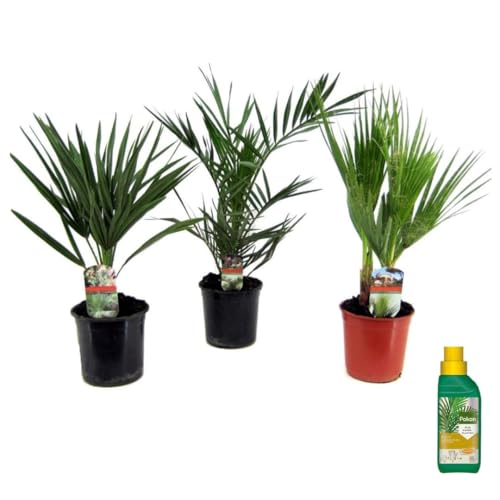 Plant In A Box - Phoenix, Chamaerops, Washingtonia - Mix Di 3 Palme - Pokon - Vaso Da 15 Cm - Altezza 50-70Cm
