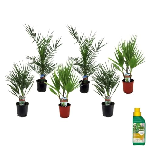 Plant In A Box - Phoenix, Chamaerops, Washingtonia - Mix Di 6 Palme - Pokon - Vaso 15 Cm - Altezza 50-70Cm