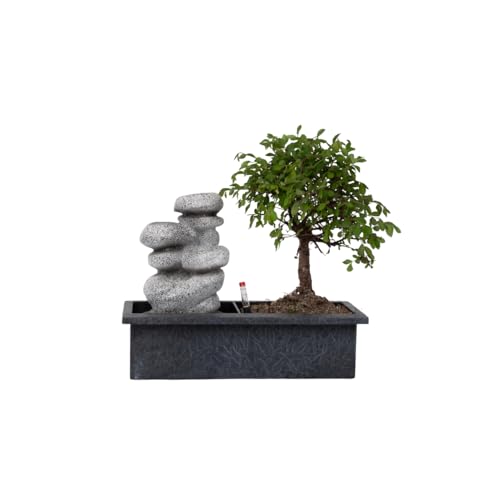 Plant In A Box - Bonsai Con Sistema Idrico Di Facile Manutenzione E Cascata Su Pietre Zen - Pianta D'Appartamento - Altezza 25-35Cm