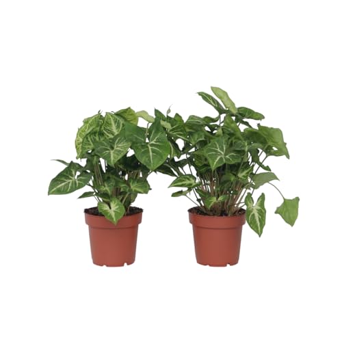 Plant In A Box - Syngonium 'Pixie' - Pianta A Freccia - Set Di 2 - Singonio - Vaso 12Cm - Altezza 25-40Cm