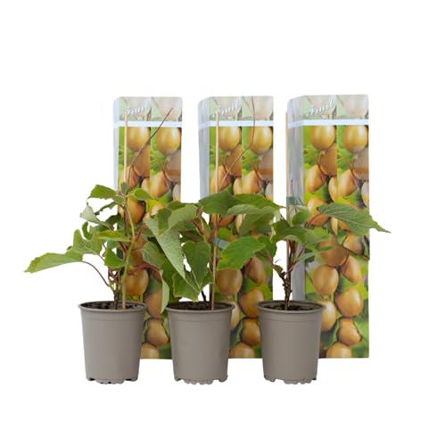 Plant In A Box - Kiwi Actinidia 'Jenny' - Set Di 3 - Piante Di Kiwi - Vaso 9Cm - Altezza 25-40Cm