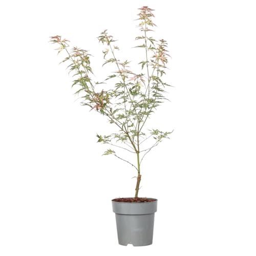 Plant In A Box - Ao Giapponese - Palmatum Taylor - Altezza 35-55Cm - Pot 15Cm - Pianta Da Giardino Resistente