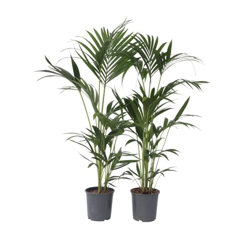Plant In A Box - Howea Forsteriana - Set Di 2 - Palma Da Appartamento - Kentia - Vaso 18Cm - Altezza 90-100Cm - Pianta Verde - Sempreverde