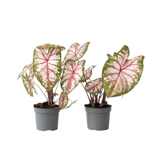 Plant In A Box - Caladio - 2 Pezzi - Caladium 'Tapestry' - Altezza 25-35Cm - ⌀13Cm